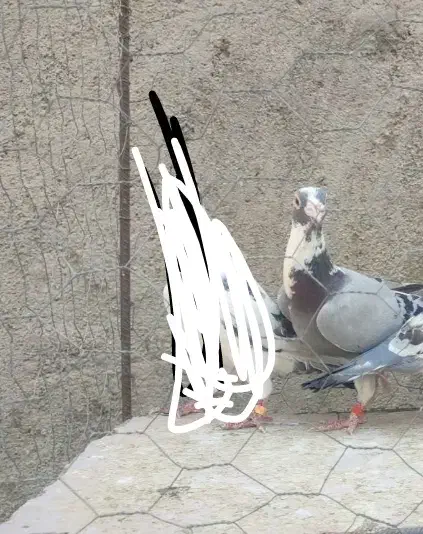 ماده پلنگ|پرنده|گرگان, |دیوار