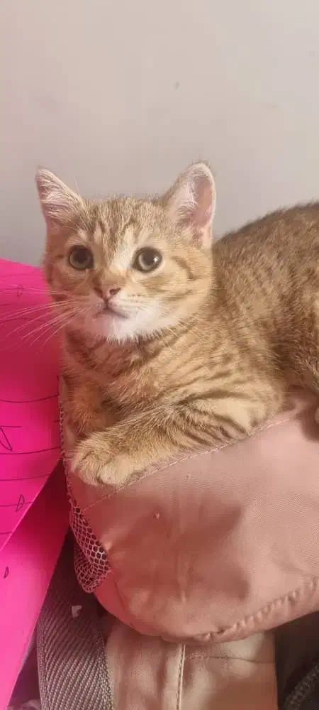 فروش۱عدد گربه از نژاد بریتیش اصیل قیمت۸تومان|گربه|رودسر, |دیوار