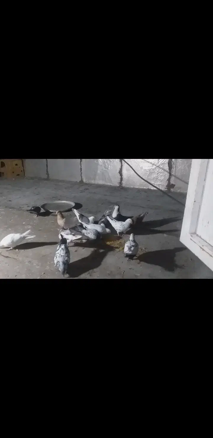 همه پرشی جفتی ۳۵۰ تخفیف نداره زنگ نزن برا تخفیف|پرنده|خرم‌آباد, |دیوار