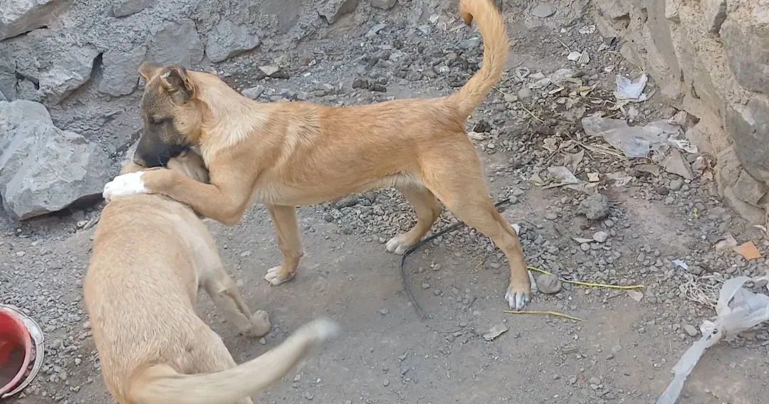 توله سرابی درجه۱|سگ|تبریز, |دیوار