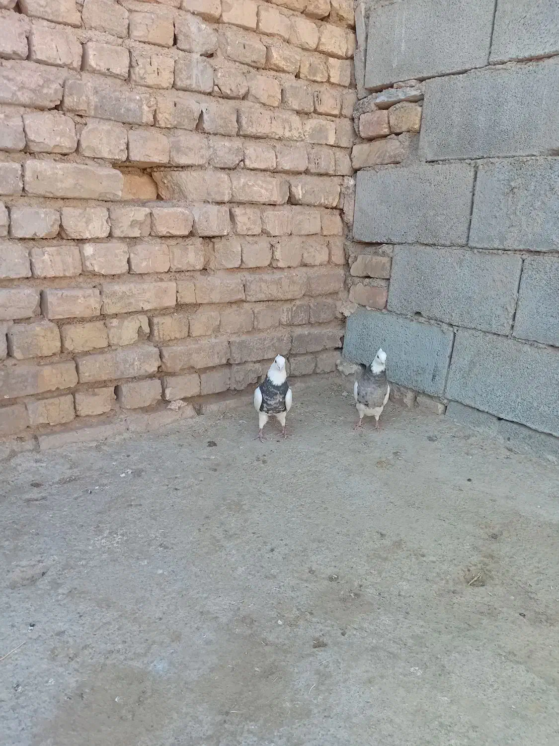 کفتر طوقی نقش|پرنده|خانمیرزا, |دیوار