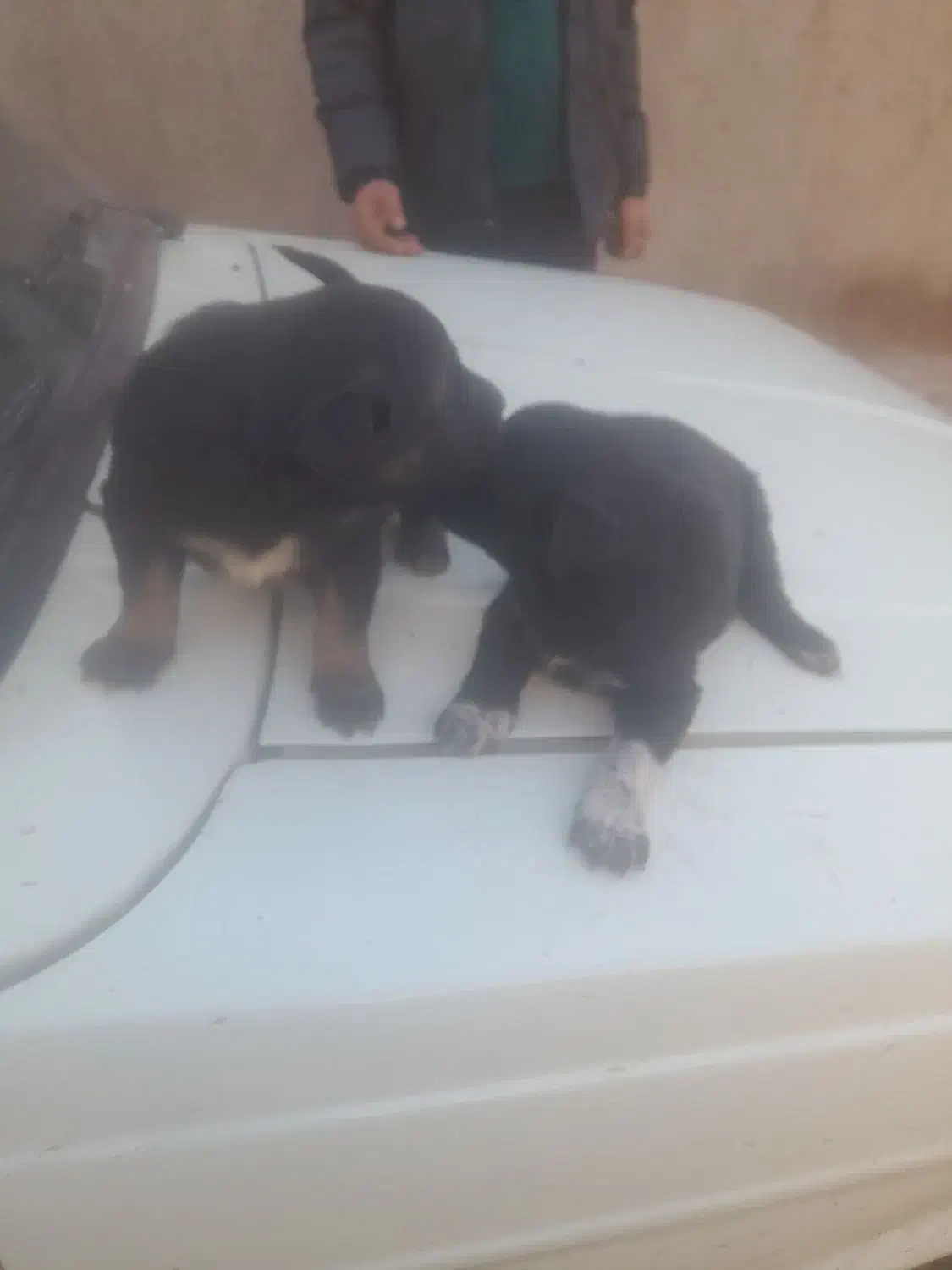 سگ سراب|سگ|تاکستان, |دیوار