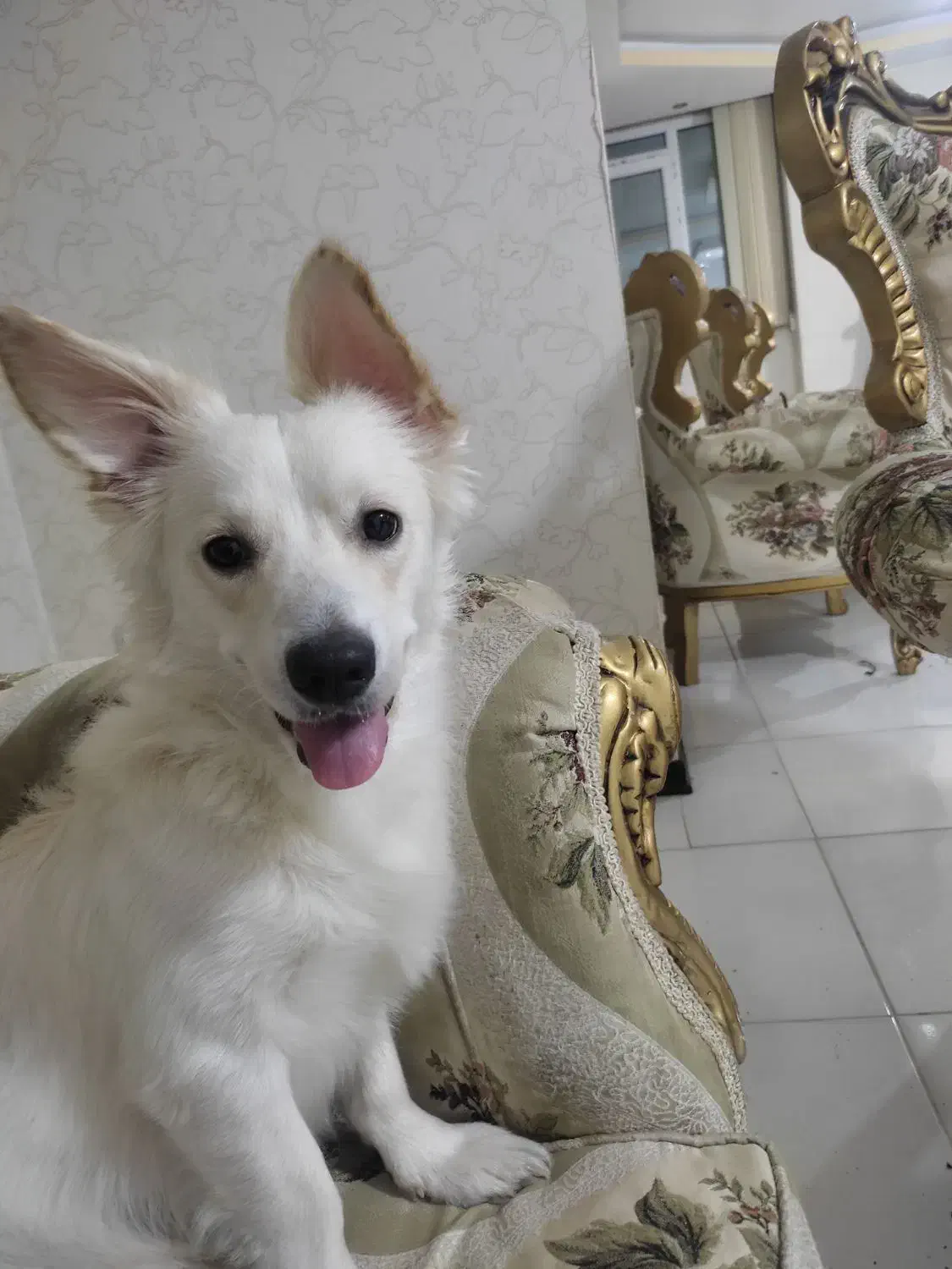 سگ گمشده|حیوانات|شیراز, شاه قلی بیگی|دیوار