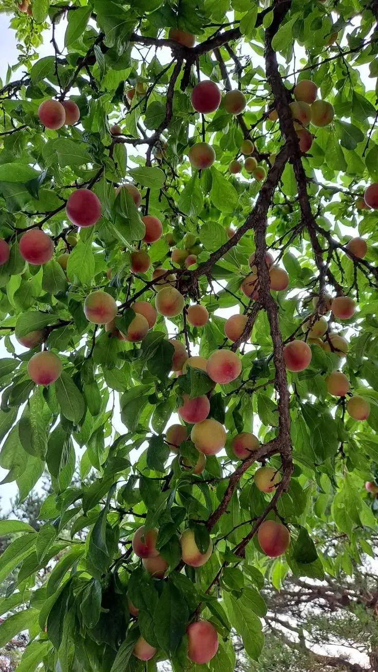 تولید و عرضه انواع ارقام نهال میوه و گردو صادراتی|خدمات باغبانی و درختکاری|هشترود, |دیوار