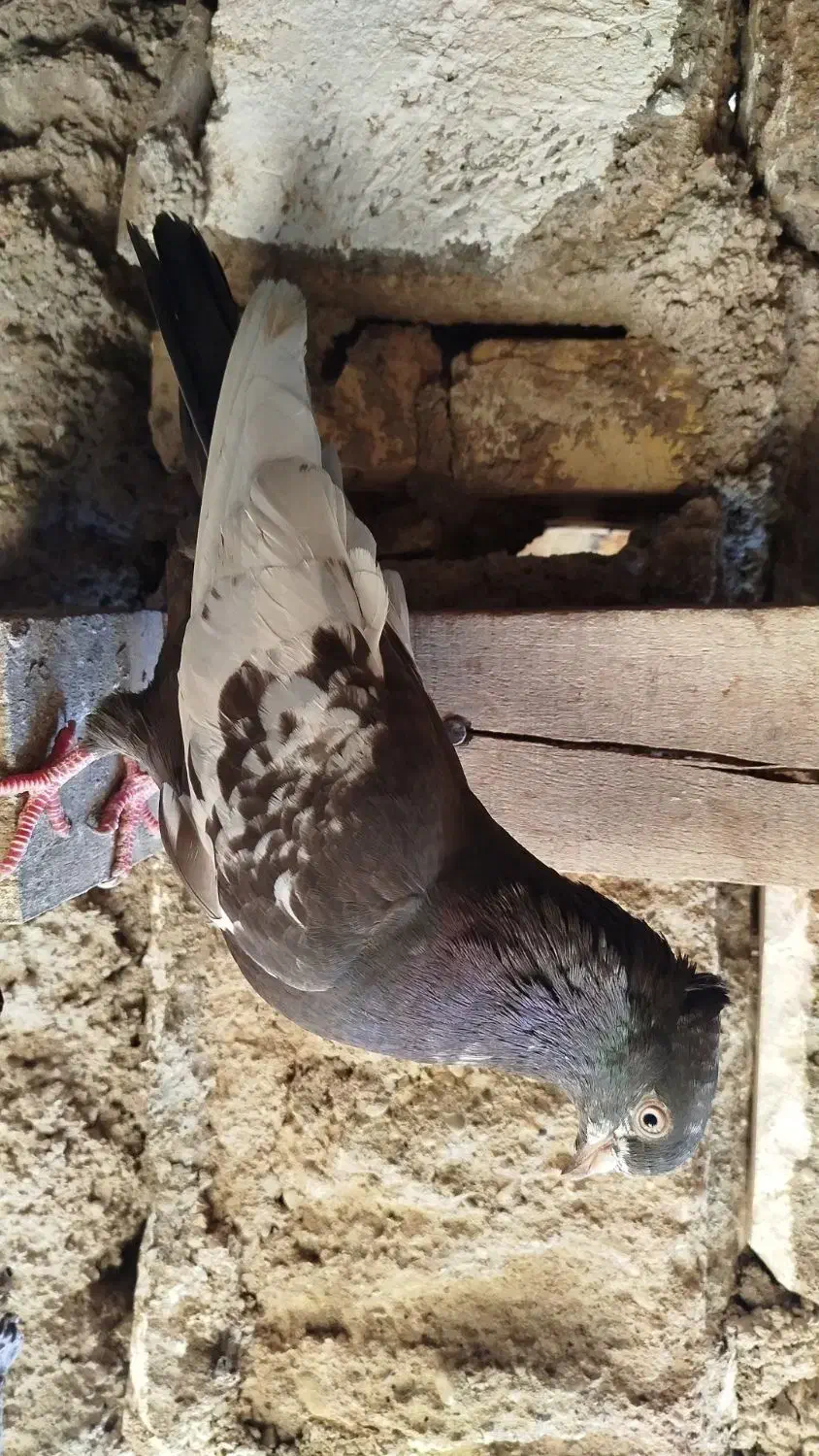 کبوتر|پرنده|شوشتر, |دیوار