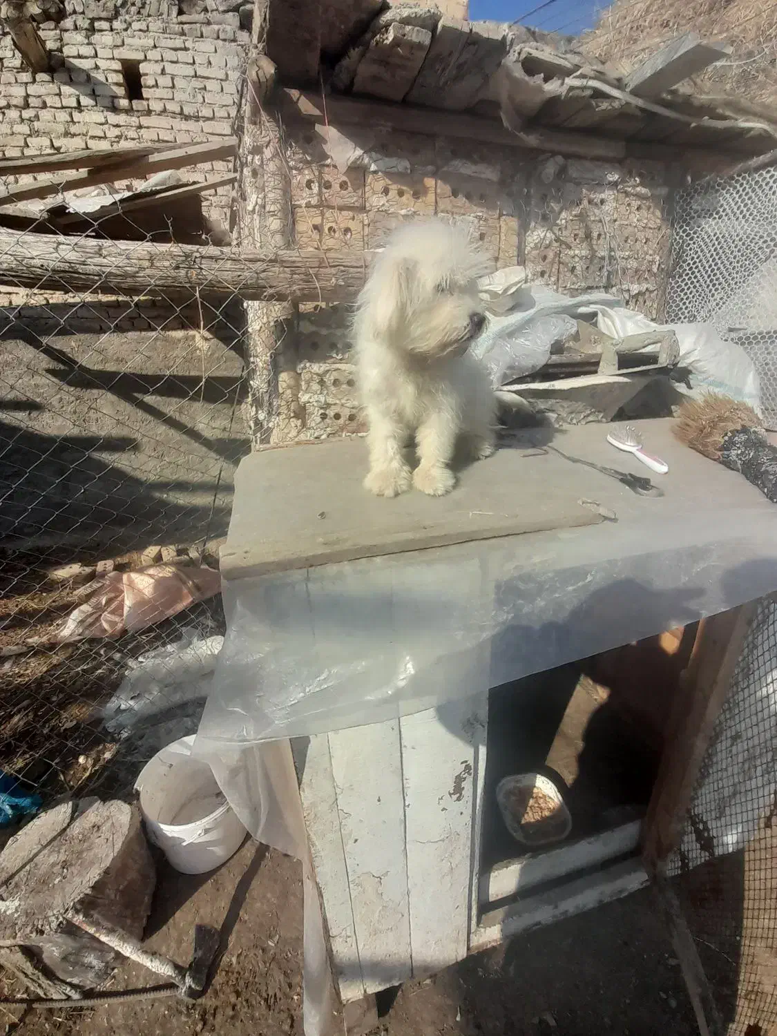 سگ عروسکی|سگ|سلماس, |دیوار