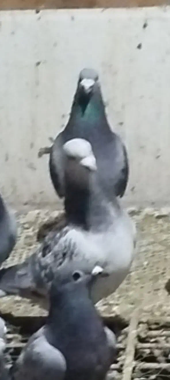 گمشده کبوتر|حیوانات|پاکدشت, پاکدشت (مامازند)|دیوار