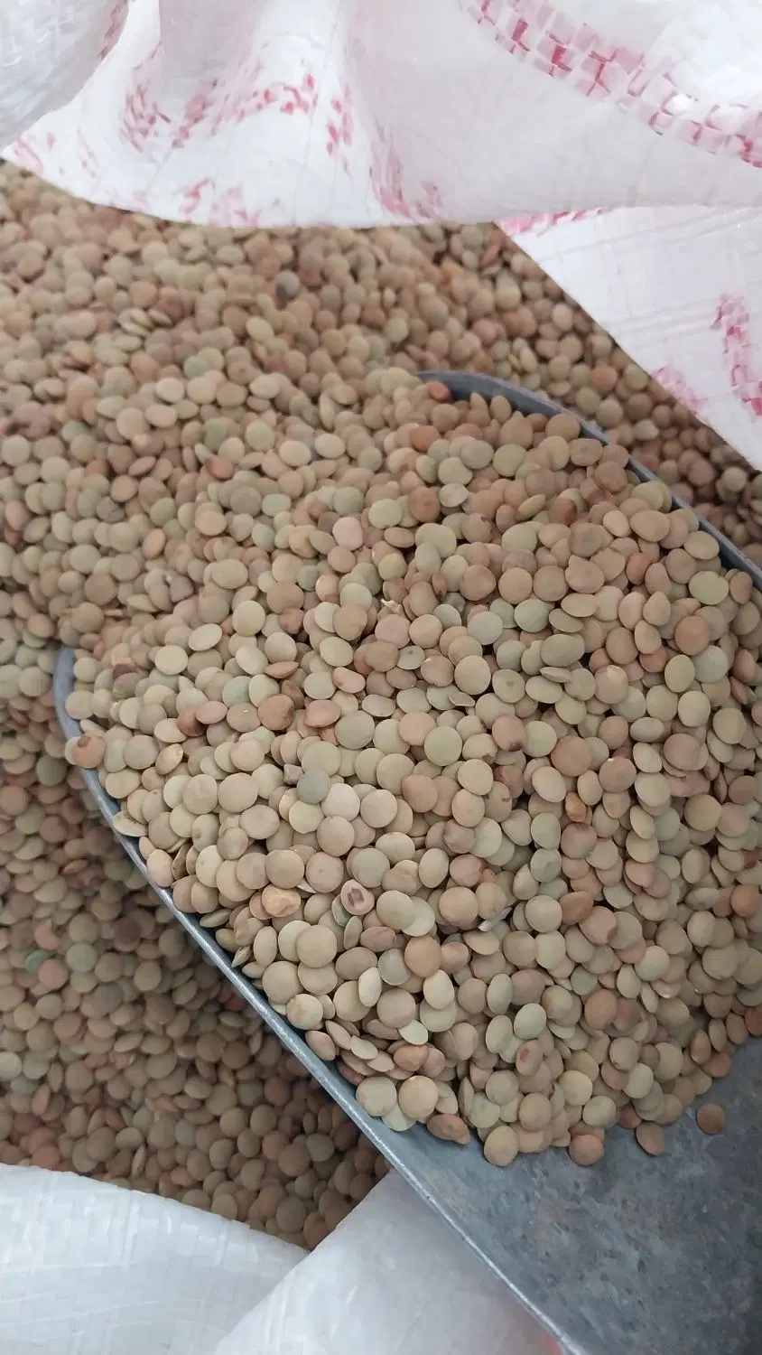 عدس|خوردنی و آشامیدنی|ایلام, |دیوار