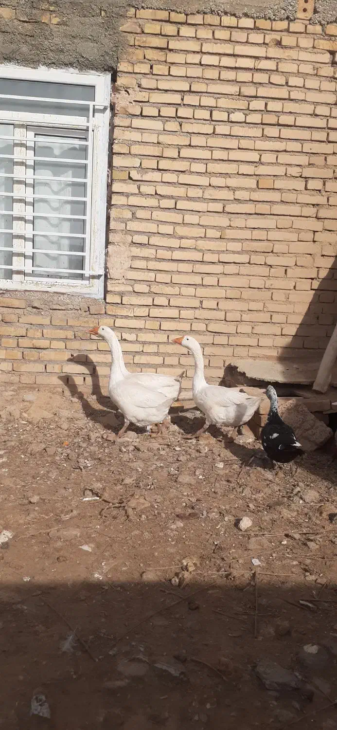 قوغاز|حیوانات مزرعه|سجاس رود, |دیوار