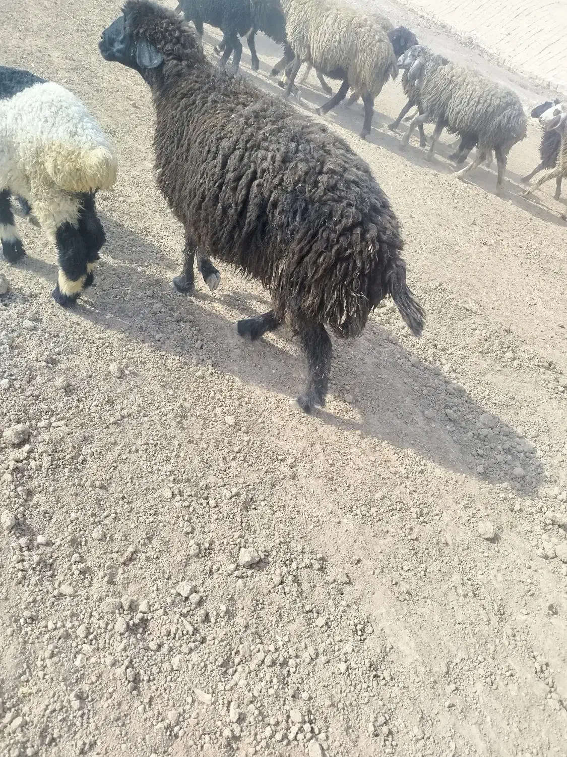 فروش 4عدد میشو بره|حیوانات مزرعه|ارسنجان, |دیوار