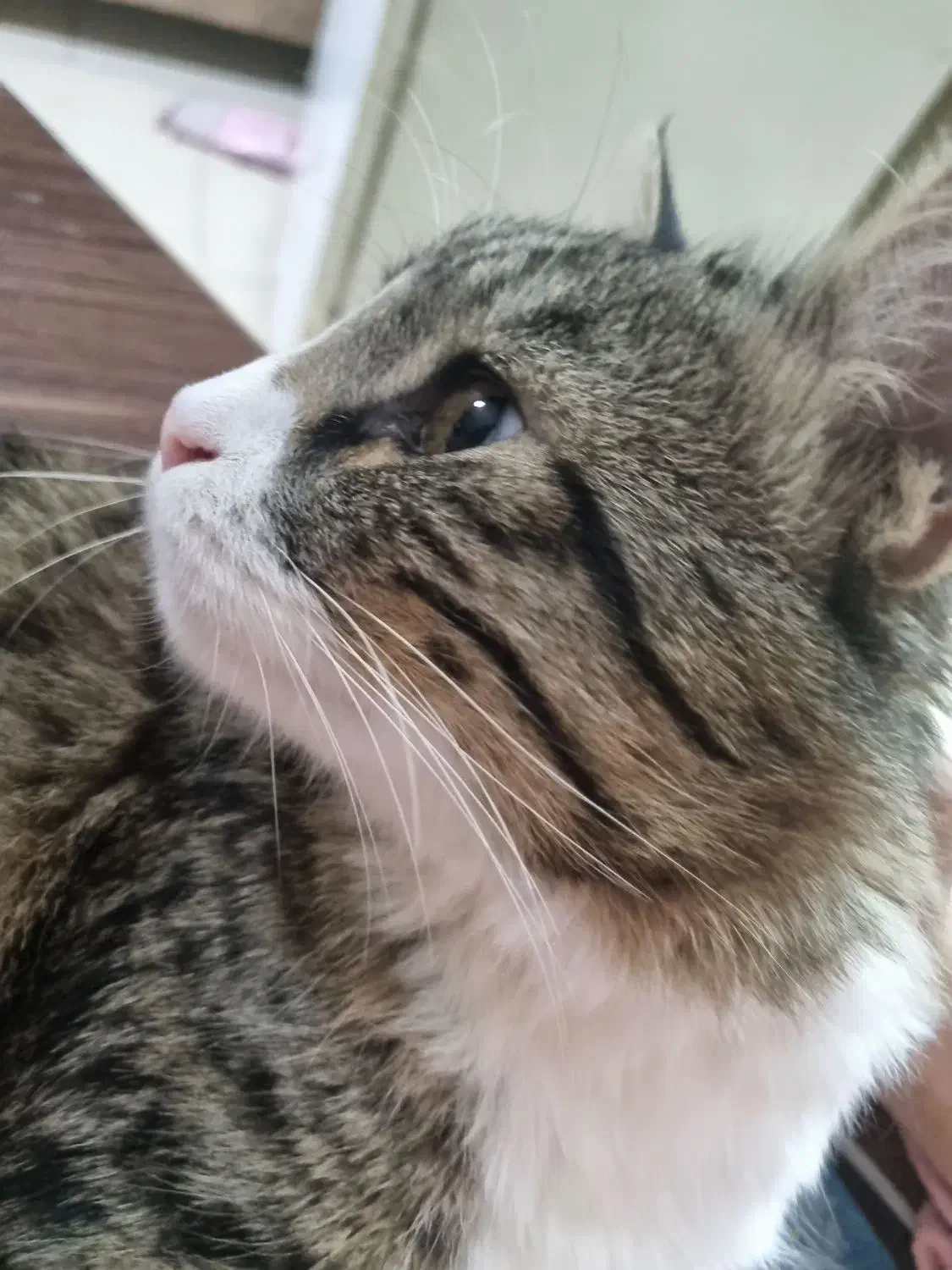 گربه گمشده مژدگانی|حیوانات|مشهد, یوسفیه (شهرک غرب)|دیوار