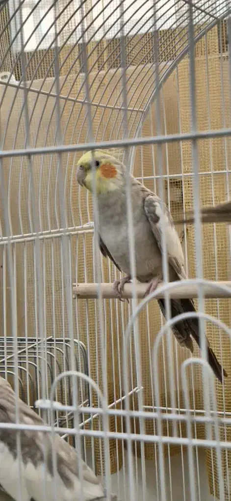 عروس هلندی نر و ماده|پرنده|تهران, بروجردی|دیوار