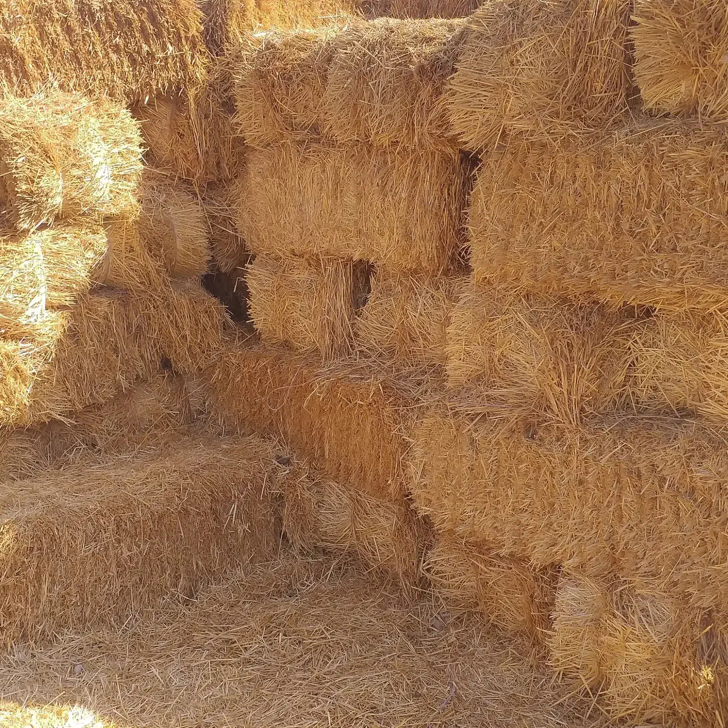 کاه یا کولش،گندم،اتن،موجود،میباشد|حیوانات مزرعه|باغستان, |دیوار