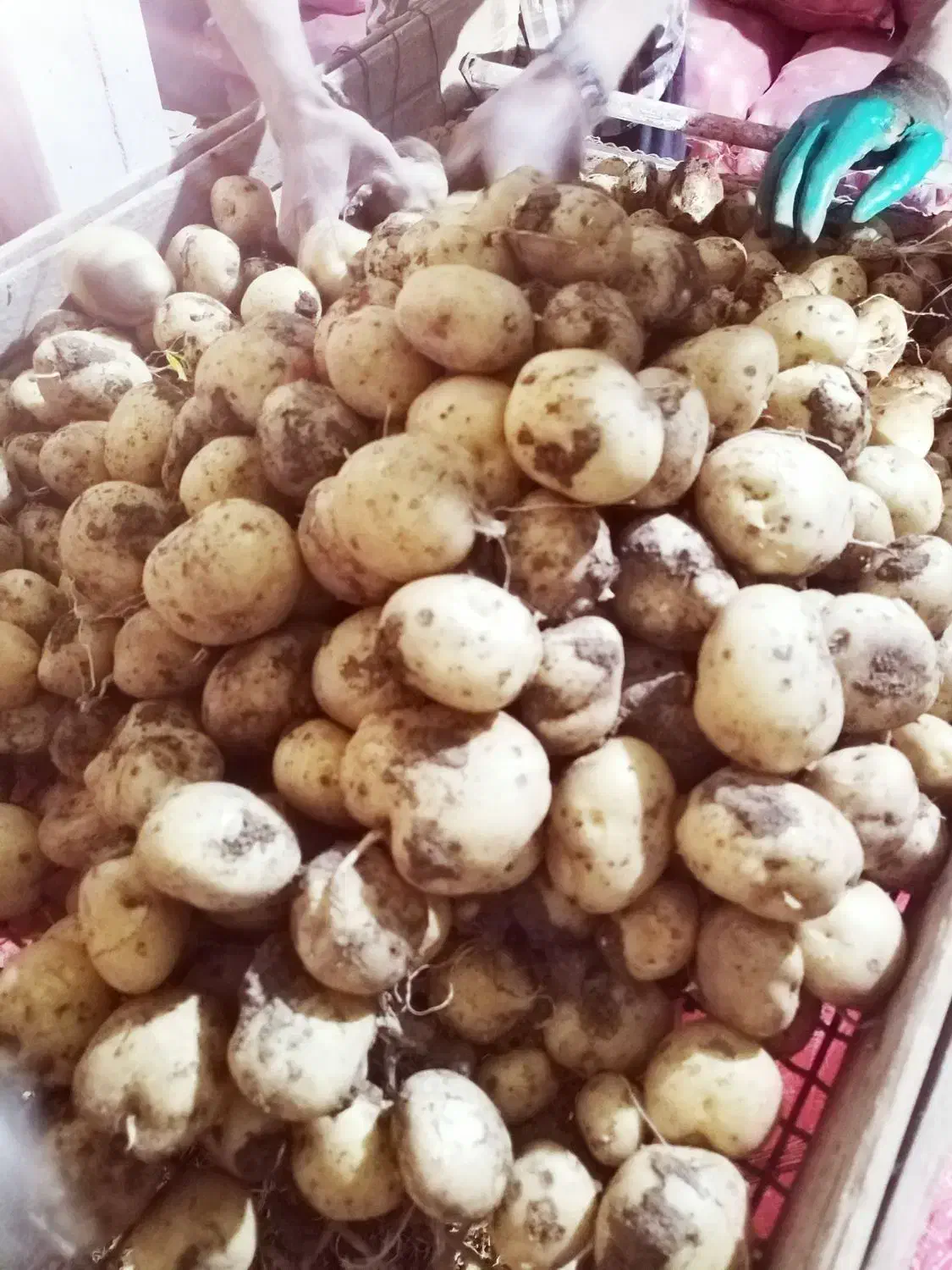 سیب زمینی بذری|خدمات باغبانی و درختکاری|چادگان, |دیوار