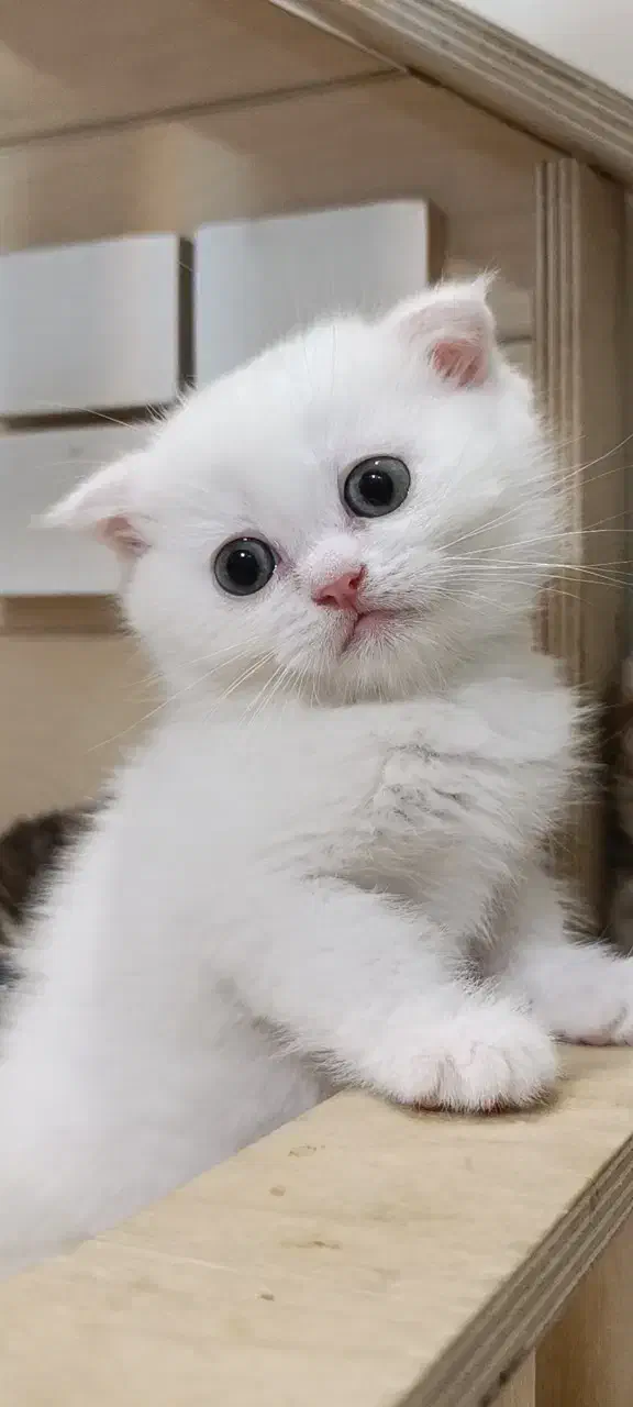 گربه اسکاتیش سفید|گربه|پردیس, فاز ۲|دیوار