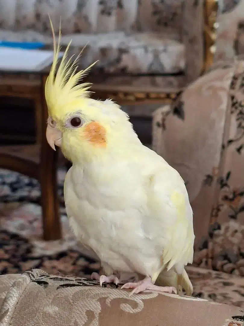 گمشده|حیوانات|فسا, |دیوار