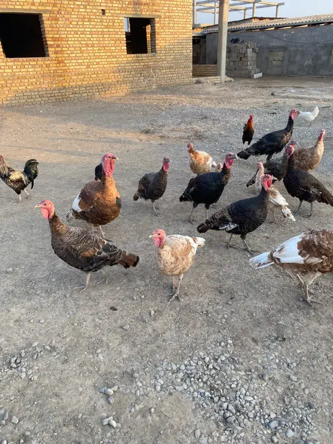 فروش|حیوانات مزرعه|انبارآلوم, |دیوار