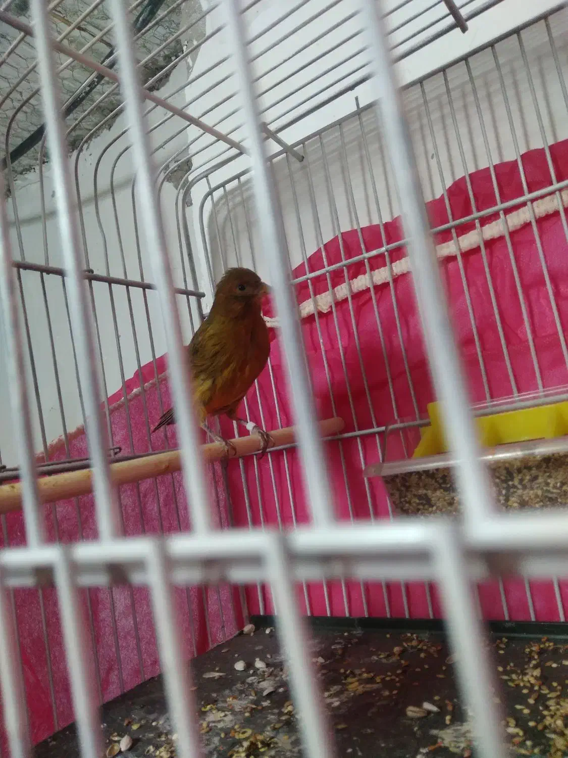 قناری|پرنده|کرمان, |دیوار