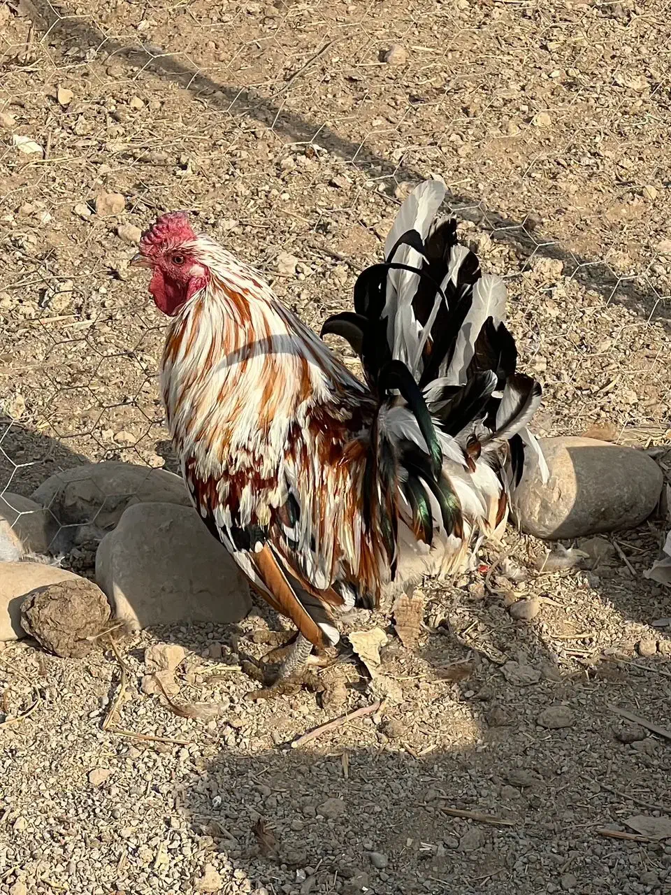 خروس گلین|حیوانات مزرعه|ورامین, قويينک زهری|دیوار