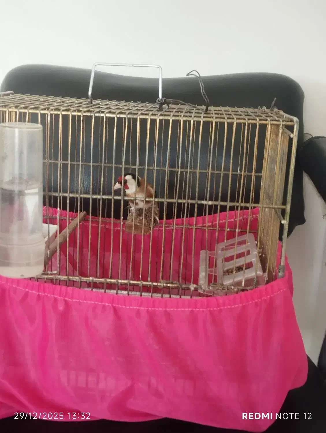 سهره|پرنده|کلاترزان, |دیوار