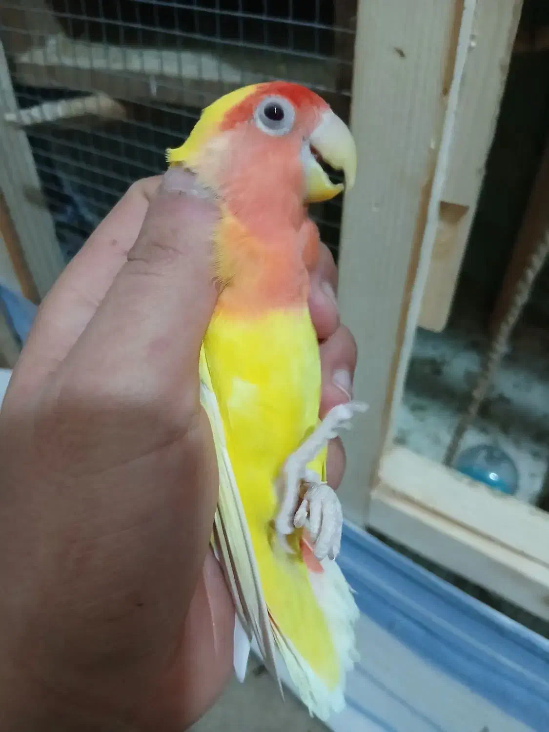 بندر ماهشهر جراحی چمران|پرنده|چمران, |دیوار