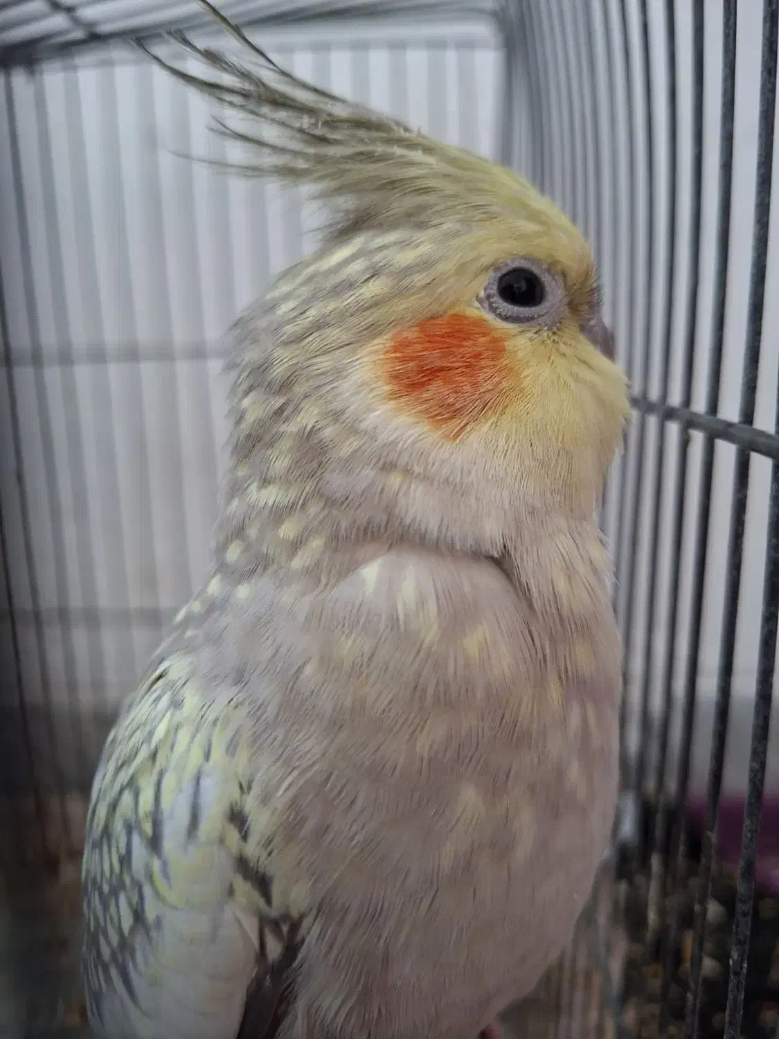 ۸ عدد عروس هلندی|پرنده|یزد, |دیوار