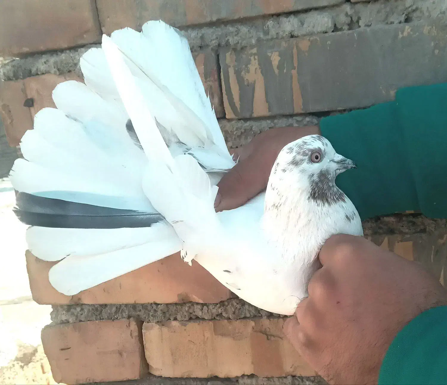 کبوتر نر پرشی|پرنده|اشنویه, |دیوار