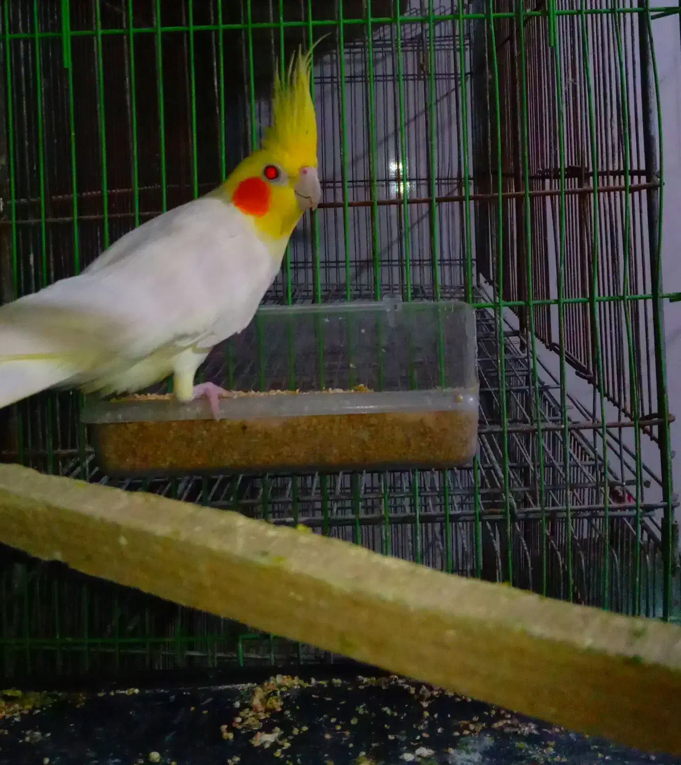 یک عدد عروس هلندی لوتینو|پرنده|بهشهر, |دیوار