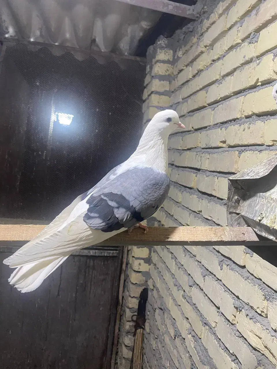 تعداد ۲۵ عدد کبوتر طوقی و دوکت|پرنده|پیر بکران, |دیوار