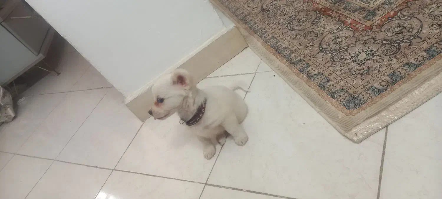 توله اشپیتز 7 تومن|سگ|کهریزک, |دیوار