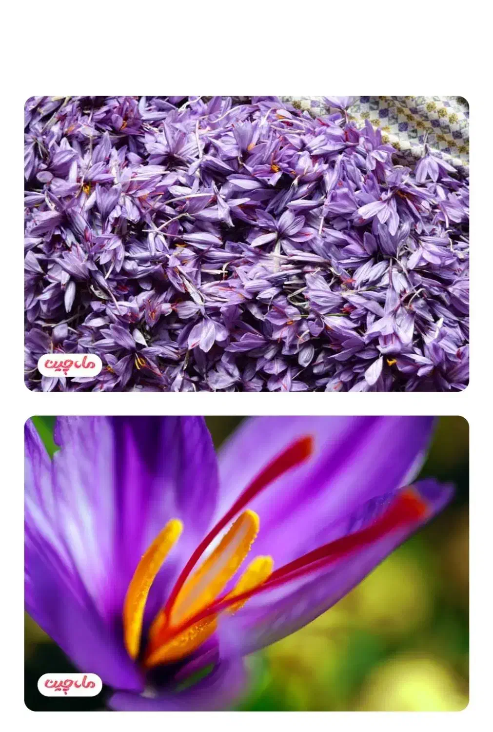 خرید وفروش گل زعفران به نرخ روزبا ارسال به مشهد|گل و گیاه طبیعی|بالا ولایت, |دیوار