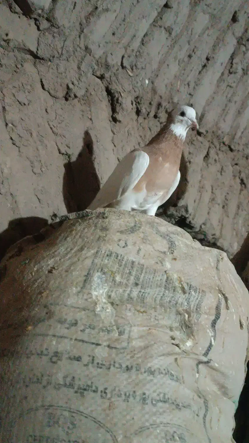 سبز خطی و طوقی زرد|پرنده|سبزوار, رباط|دیوار