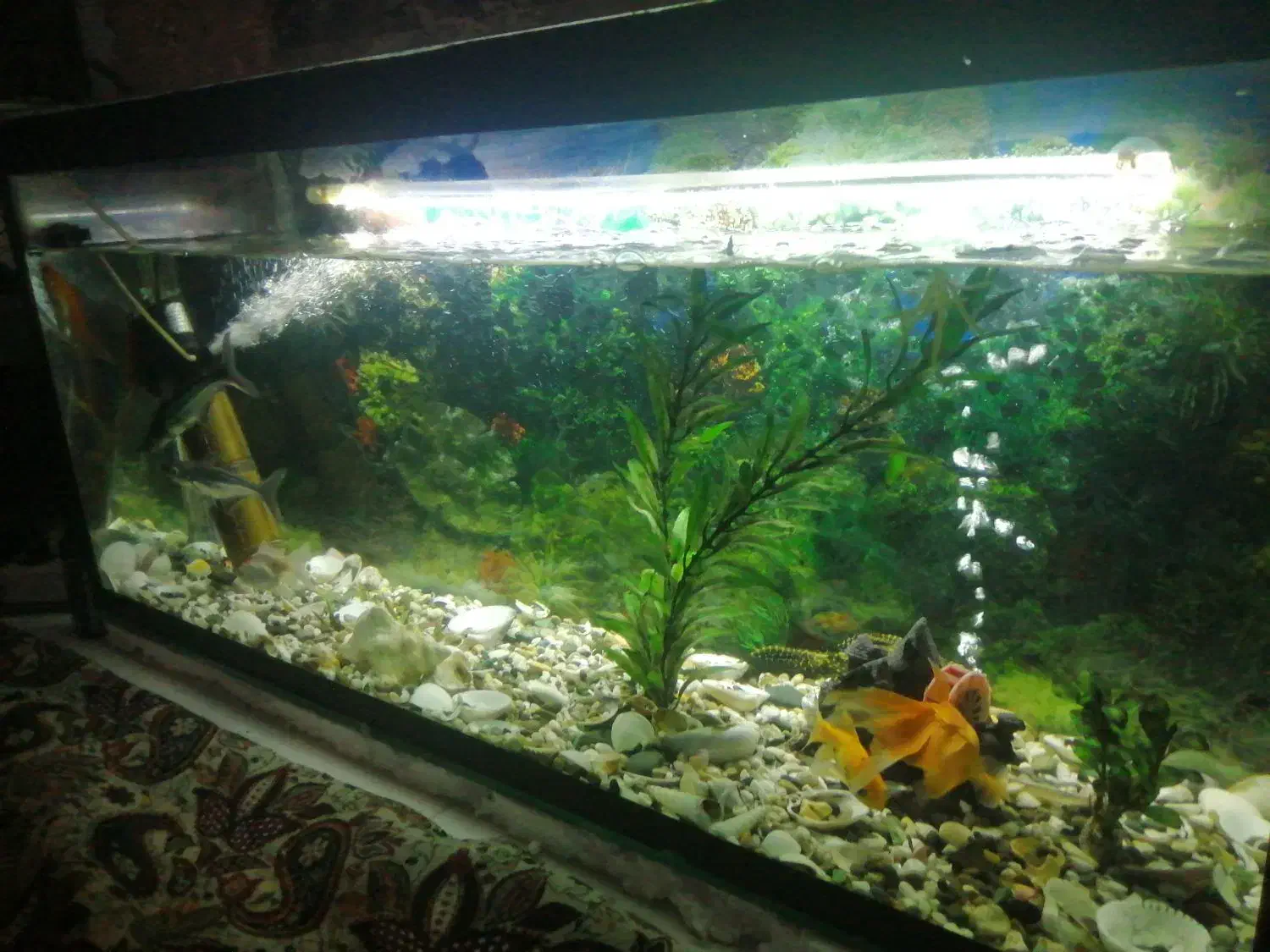 آکواریوم با ماهی|ماهی|بیرجند, |دیوار