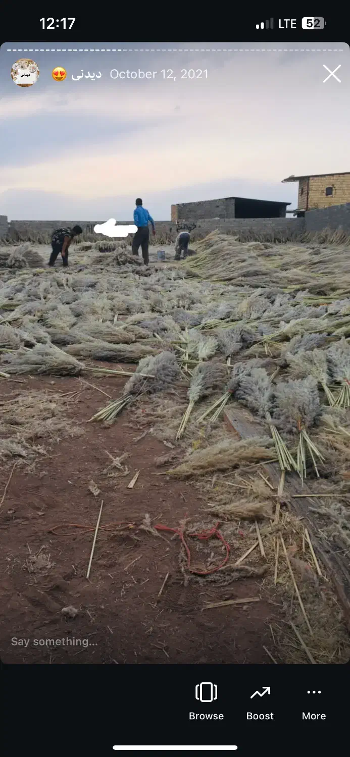 پامپاس به صورت عمده|گل و گیاه طبیعی|گلستان (تهران), |دیوار