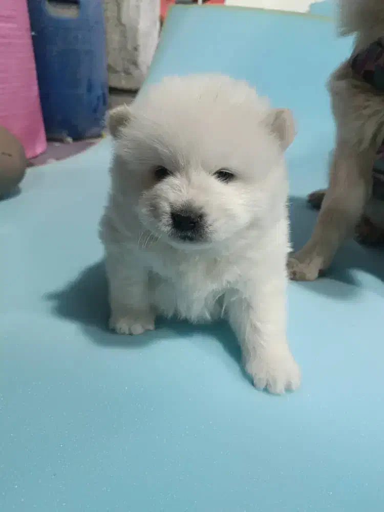 توله چاوچاو|سگ|احمدآبادمستوفی, |دیوار