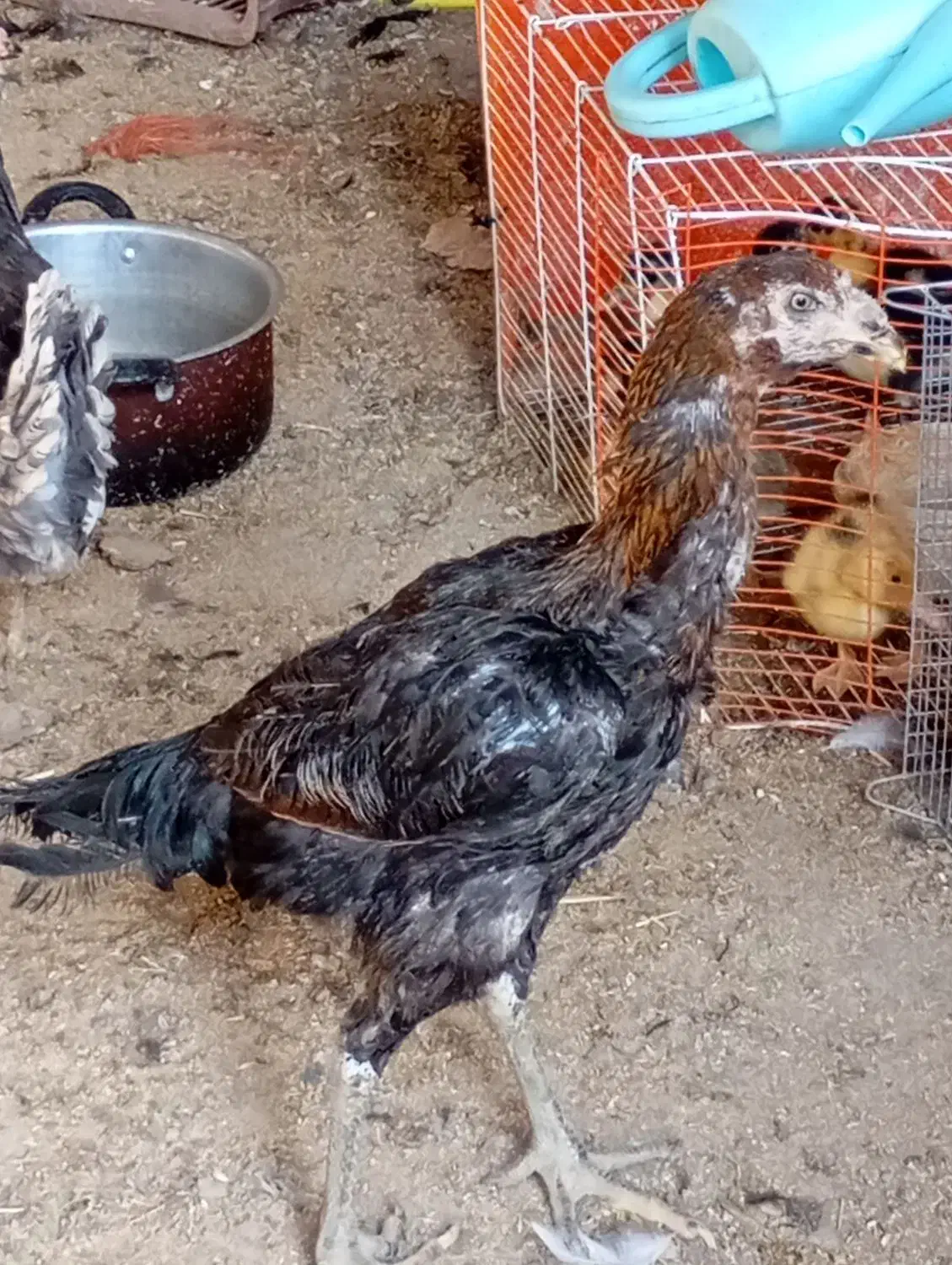 مرغ لاری اصیل ترک|حیوانات مزرعه|اسدآباد, |دیوار