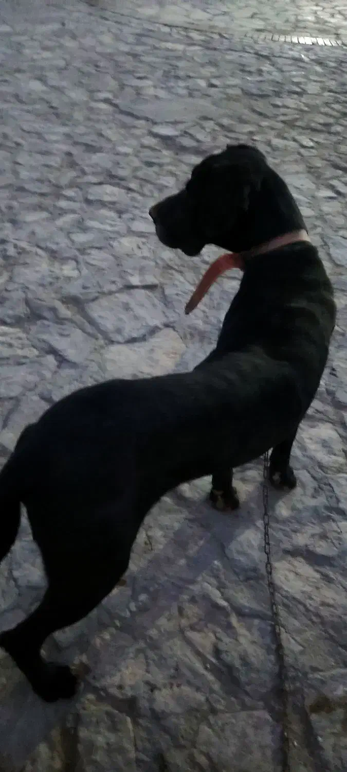 سگ گریدین|سگ|میاندوآب, |دیوار