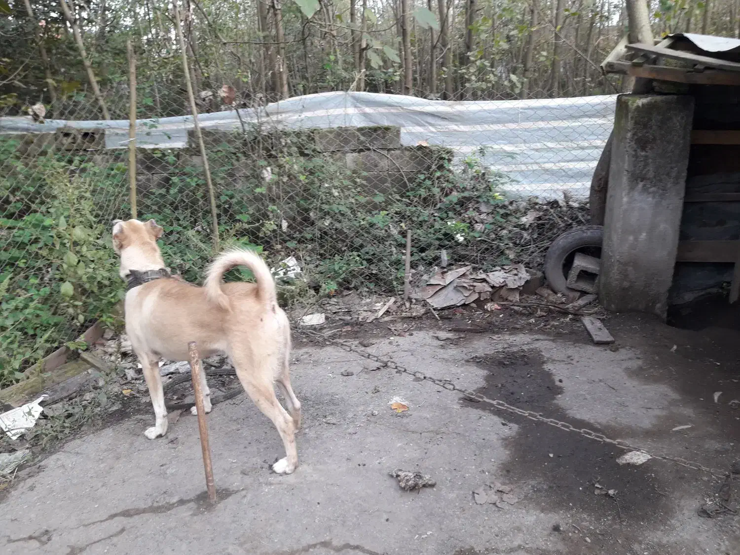 سرابی|سگ|رودبنه, |دیوار