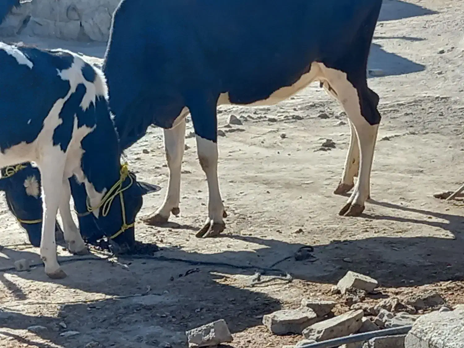 گاوماده وگوساله|حیوانات مزرعه|هیدوچ, |دیوار