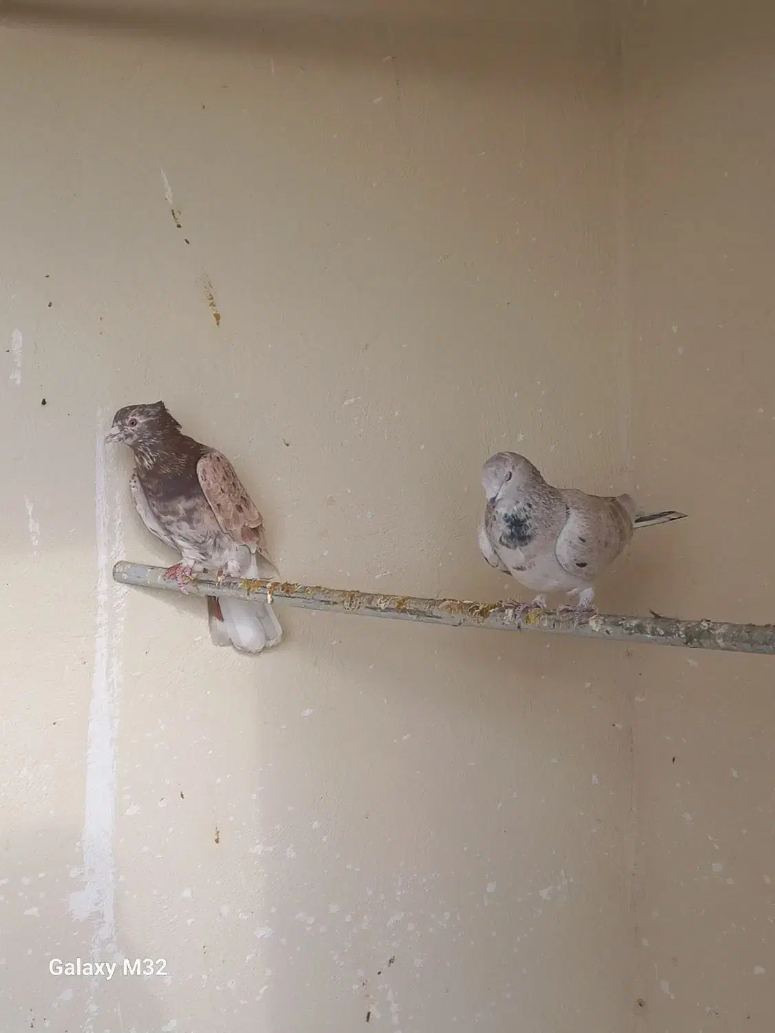 سه عدد کبوتر|پرنده|صفادشت, |دیوار