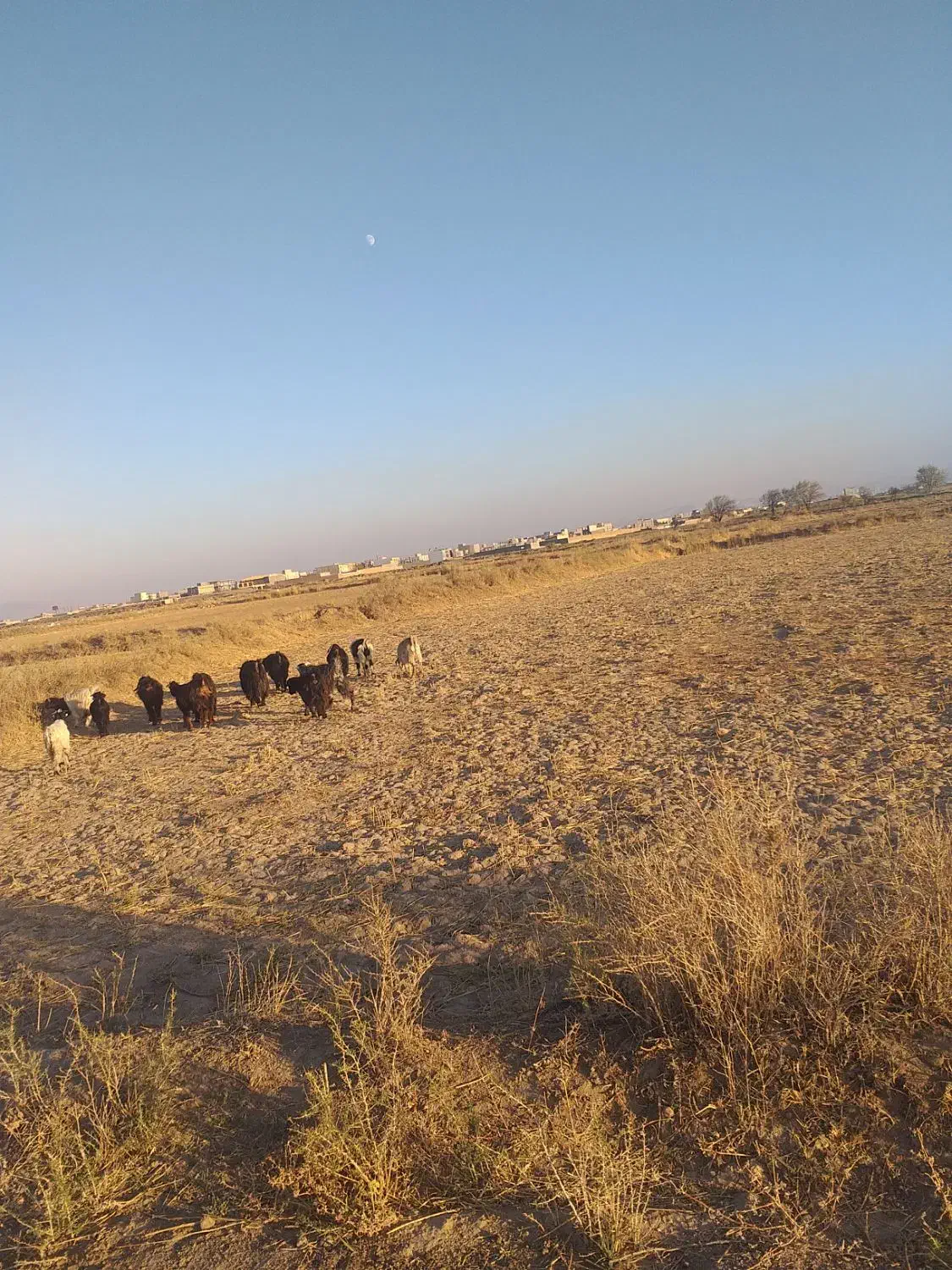 فروش بز دوساله سه ساله|حیوانات مزرعه|تبریز, |دیوار