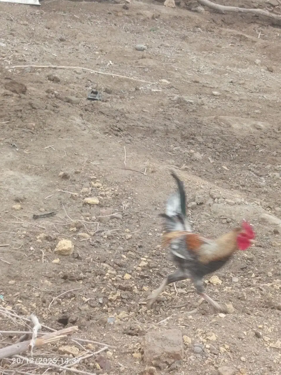 خروس|حیوانات مزرعه|کرباسک, |دیوار