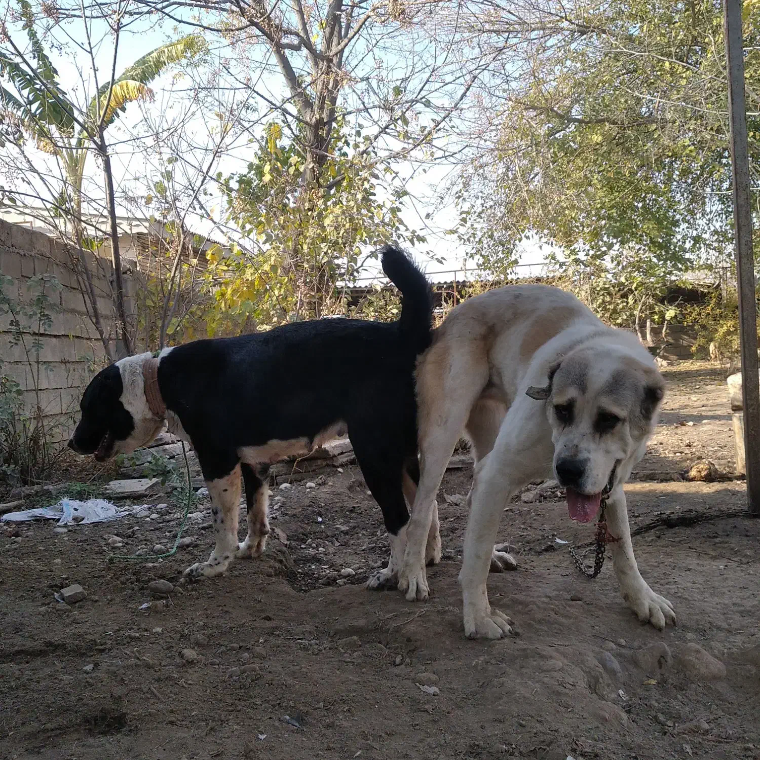 سگ آلابای روس|سگ|گنبد کاووس, |دیوار