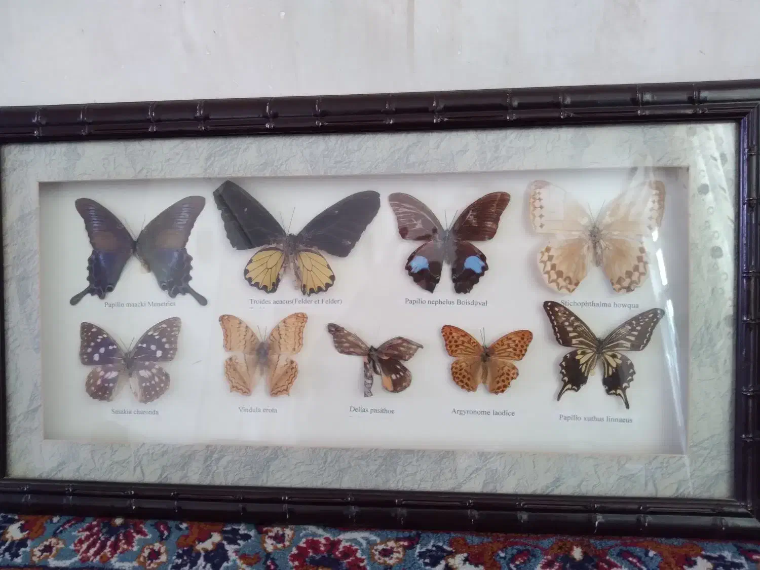 تابلو و...|تابلو، نقاشی، عکس|اسکو, |دیوار