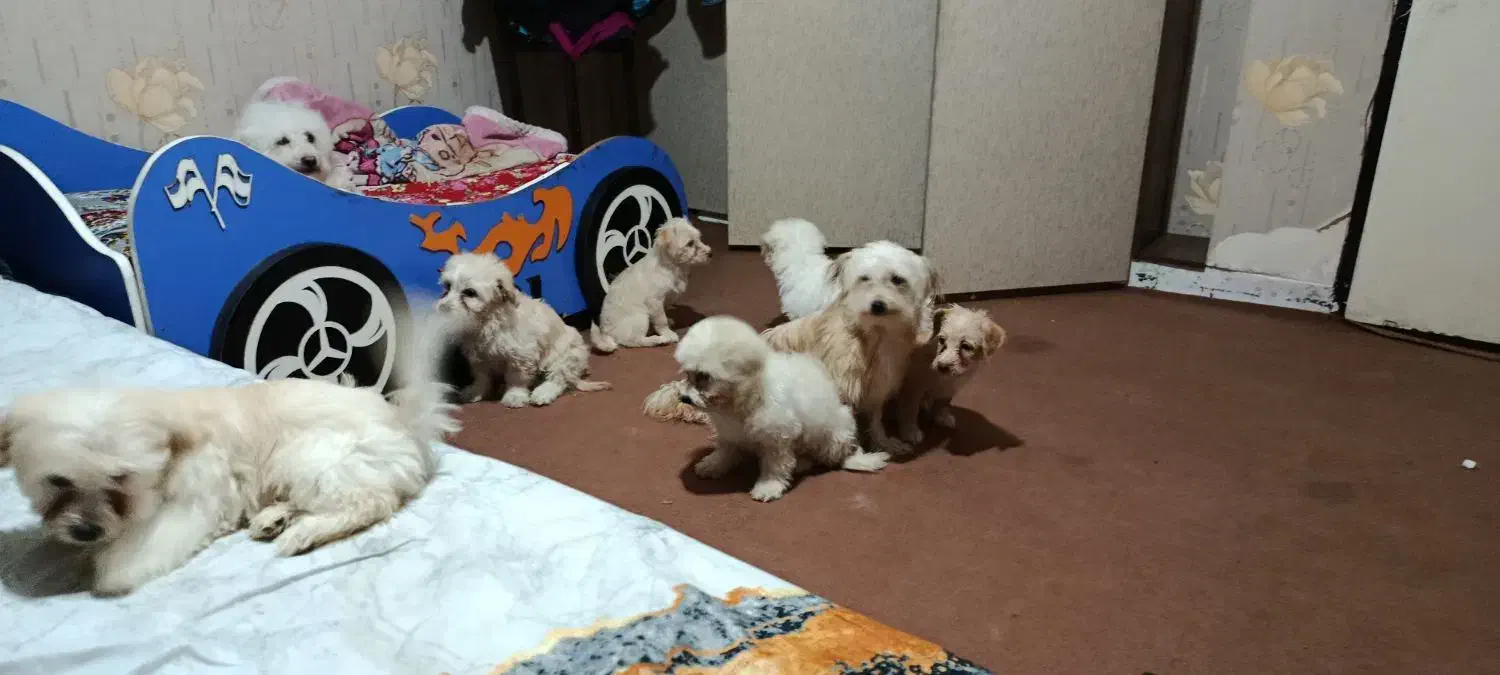 توله ۲ماهه|سگ|اسلامشهر, شهرک واوان|دیوار