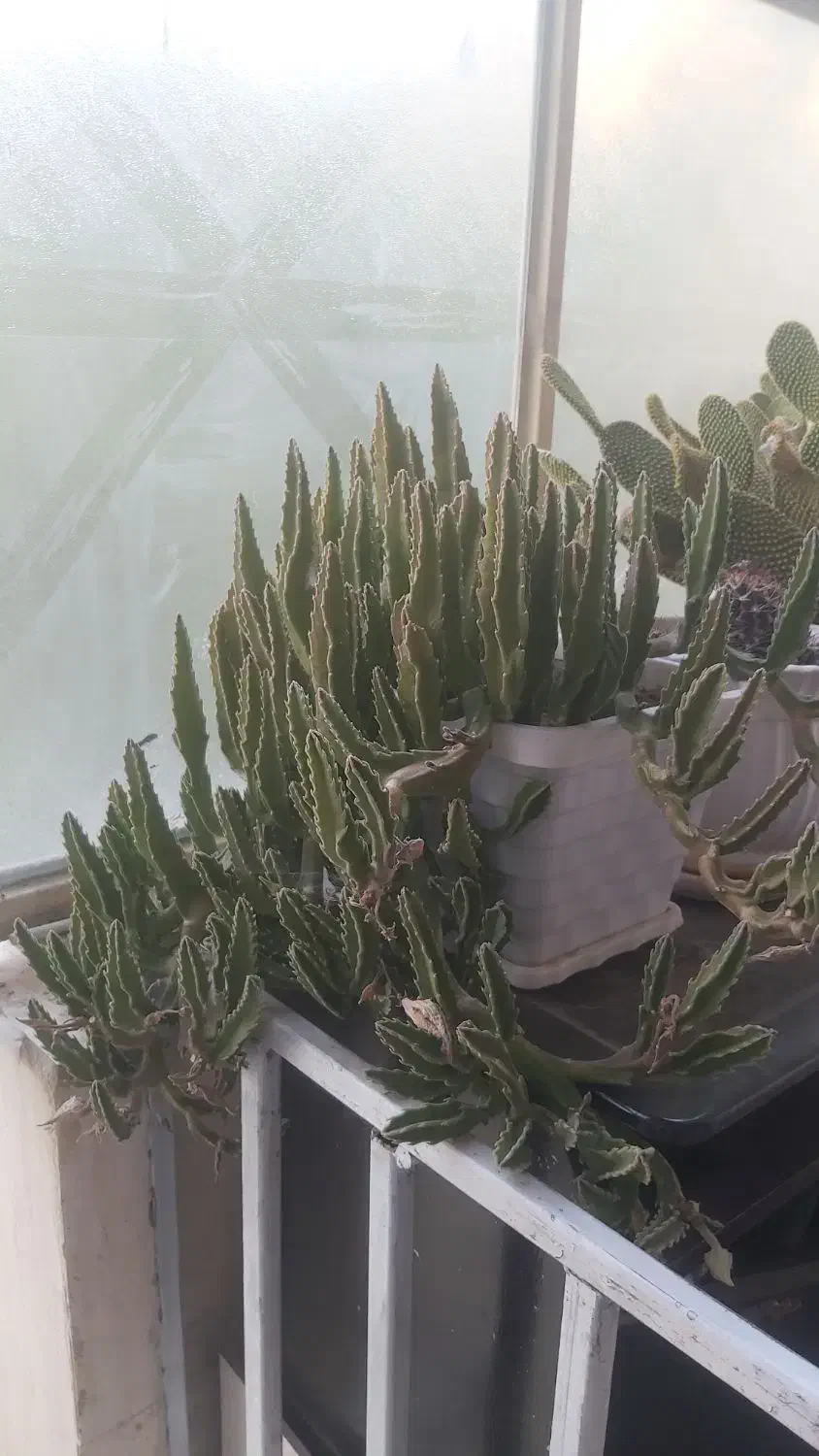 گل با گلدان پر گل|گل و گیاه طبیعی|شیراز, سایت اداری|دیوار