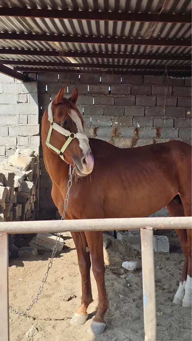 اسب ترکمن|اسب و تجهیزات اسب‌سواری|مشهد, طرق|دیوار