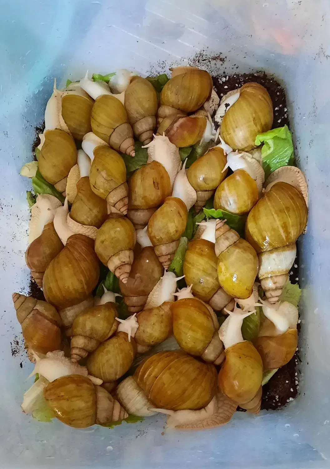 حلزون آچاتینا|خزنده|کرمان, |دیوار