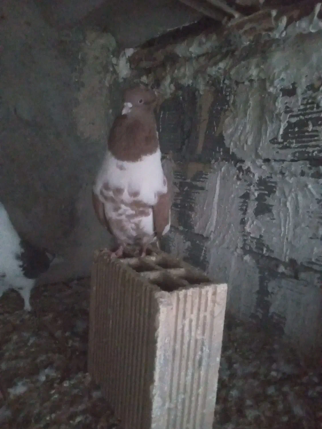 فروش کبوتر تزیینی|پرنده|شهرکرد, |دیوار