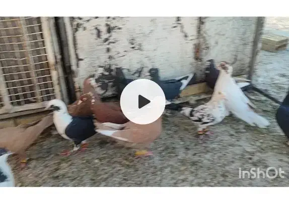 کفتر|پرنده|شیراز, وزیرآباد|دیوار